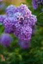 Lilac Flowers in Bloom