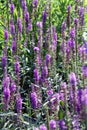 Lilac flowers in bloom