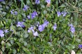 Lilac flowers bloom in the forest in spring on a sunny day Royalty Free Stock Photo