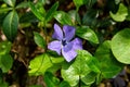 Lilac flowers of blooming forest violets with green leaves Royalty Free Stock Photo