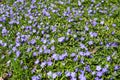 Lilac flowers of blooming forest violets with green leaves Royalty Free Stock Photo