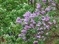 Lilac flowers blooming after rain in spring