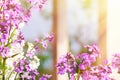 Lilac flowers blooming. Sun light Royalty Free Stock Photo