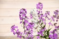 Lilac flowers on a wood background Royalty Free Stock Photo