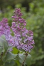 Lilac flowers . Lilac blossom in spring scene. Spring blooming lilac flowers