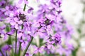 Lilac flowers on a bluring background