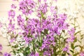 Lilac flowers on a bluring background