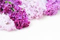 Lilac Flowers Bouquet. Flower With Five Petals.