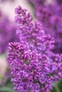 Lilac flowers branch. Floral background, natural spring. Blossoming lilac flower. Spring time color. Petal plant