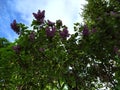 Lilac flowers on a branch. Lilac blooms. Green Tree with flowers. There blue sky in the background. Spring flowers. Plant.