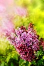 Lilac flowers on the branch.