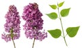 Lilac flowers branch on stem isolated on white background Royalty Free Stock Photo