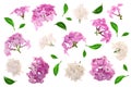 Lilac flowers, branches and leaves isolated on white background. Flat lay. Top view Royalty Free Stock Photo