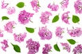 Lilac flowers, branches and leaves isolated on white background. Flat lay. Top view Royalty Free Stock Photo