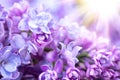 Lilac flowers bunch violet art design background