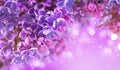 Lilac flowers bunch violet art design background. Beautiful violet Lilac flowers closeup