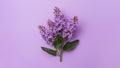 Lilac flowers bush isolated on a clean white background Royalty Free Stock Photo