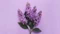 Lilac flowers bush isolated on a clean white background Royalty Free Stock Photo