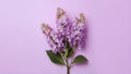 Lilac flowers bush isolated on a clean white background Royalty Free Stock Photo