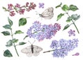 Lilac Flowers and butterflies Set. Watercolor botanical illustration of flying butterfly. Hand drawn clipart bundle Royalty Free Stock Photo