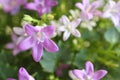 Lilac flowers on campanula portenschlagiana bush.