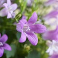 Lilac flowers on campanula portenschlagiana bush.