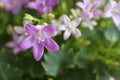 Lilac flowers on campanula portenschlagiana bush.