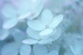 Lilac flowers in closeups macro photo