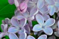 Lilac flowers close-up