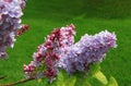 Lilac Flowers Closeup