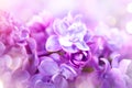 Lilac flowers closeup. Violet lilac flowers art design