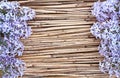 Lilac flowers on dry reed background Royalty Free Stock Photo