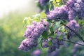 Lilac flowers in the garden Royalty Free Stock Photo
