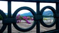 Lilac flowers and gating