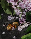 Lilac flowers on a gray wet background from the rain Royalty Free Stock Photo