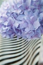 Lilac flowers hortensia Royalty Free Stock Photo