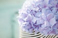 Lilac flowers hortensia Royalty Free Stock Photo