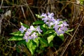 Lilac flowers on background of dried grass Royalty Free Stock Photo