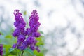Lilac flowers with green leaves on a light background. Royalty Free Stock Photo
