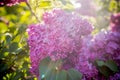 Lilac flowers with green leaves in sunny spring day.Lilac blooms. A beautiful bunch of lilac closeup.Flowering. Lilac Royalty Free Stock Photo