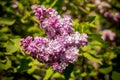 Lilac flowers with green leaves in sunny spring day.Lilac blooms. A beautiful bunch of lilac closeup.Flowering. Lilac Royalty Free Stock Photo