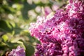 Lilac flowers with green leaves in sunny spring day.Lilac blooms. A beautiful bunch of lilac closeup.Flowering. Lilac Royalty Free Stock Photo