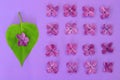 Lilac flowers and heart shaped leaf Royalty Free Stock Photo