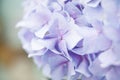 Lilac flowers hortensia Royalty Free Stock Photo