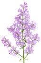 Lilac flowers isolated on white background. Clipping path. Syringa vulgaris flower. Royalty Free Stock Photo