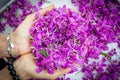 Lilac flowers of Ivan-tea on the handbreadths