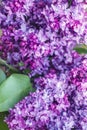 Lilac flowers with leaves close up