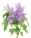 Lilac flowers with leaves isolated on white background. Clipping path. Syringa vulgaris flower. Royalty Free Stock Photo