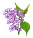 Lilac flowers with leaves isolated on white background. Clipping path. Syringa vulgaris flower. Royalty Free Stock Photo
