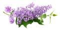 Lilac flowers with leaves isolated on white background. Clipping path. Syringa vulgaris flower. Royalty Free Stock Photo